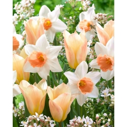 "Longing for Spring" - 50 bulbes de jonquilles et de tulipes - composition de 2 varietes intrigantes
