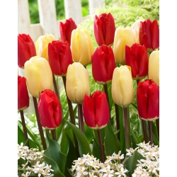 "Fantasiens farve" - 50 tulipanløg - sammensætning af 2 sorter