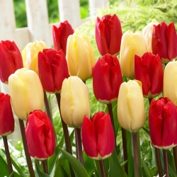 «Цвет воображения» - 50 луковиц тюльпанов - композиция из 2-х сортов. - 