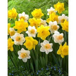 Narciso, bulbos Narcissus - conjunto de 2 variedades - Dutch Master e Salomé - 50 unidades