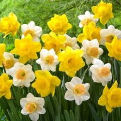 Narciso, bulbos Narcissus - conjunto de 2 variedades - Dutch Master e Salomé - 50 unidades