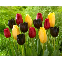"Felicidad de primavera" - 45 bulbos de tulipán - composición de 3 variedades