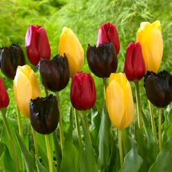 „Jarné šťastie“ - 45 cibuliek tulipánov - zloženie 3 odrôd