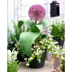 Low growing ornamental onion with a large flower cluster - Red Giant