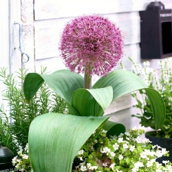 Low growing ornamental onion with a large flower cluster - Red Giant