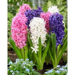 "Spring Diamond' - 27 hyacinth bulbs - composition of 3 varieties