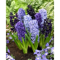 "Magnetism of the heart" - 21 hyacinth bulbs - composition of 3 varieties
