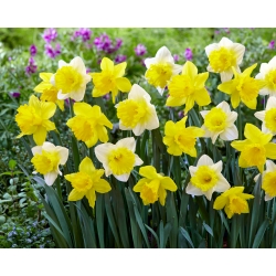 Set daffodil kuning dan putih - 50 pcs - 