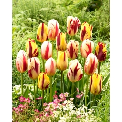 Bulbos de tulipán - juego de 3 variedades - Helmar, Grand Perfection y Carnaval de Rio - 45 piezas