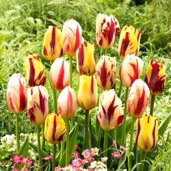 Bulbes de tulipes - lot de 3 varietes - Helmar, Grand Perfection et Carnaval de Rio - 45 pcs