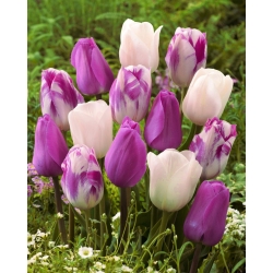 Bulbes de tulipes - lot de 3 varietes - Don Quichotte, Reve Blanc et Drapeau Flamboyant - 45 pcs