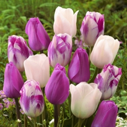 Bulbos de tulipán - juego de 3 variedades - Don Quichotte, White Dream y Flaming Flag - 45 piezas