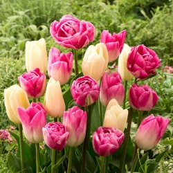 Cibule tulipánů - sada 3 odrůd - Creme Flag, Dynasty a Vogue - 45 ks.