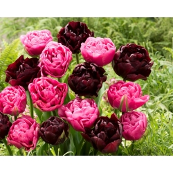 Bulbos de tulipa - conjunto de 2 variedades - Aveyron e Black Hero - 50 unidades