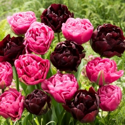 Bulbes de tulipes - lot de 2 varietes - Aveyron et Black Hero - 50 pcs