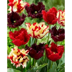 Bulbos de tulipán - juego de 3 variedades - Labrador, Flaming Parrot y Barbados - 45 piezas
