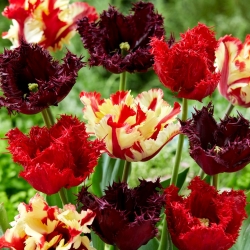 Bulbos de tulipa - conjunto de 3 variedades - Labrador, Papagaio Flamejante e Barbados - 45 unidades