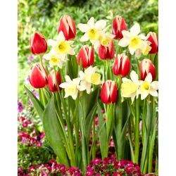 Tulip and daffodil set - Kelly and Ice Follies - 50 pcs
