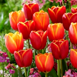 Tulip bulbs - set of 2 varieties - Abu Hassan and Ad Rem - 50 pcs
