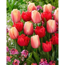 Bulbes de tulipes - lot de 2 varietes - Abba et Beau Monde - 50 pcs