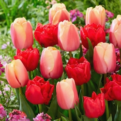 Tulip bulbs - set of 2 varieties - Abba and Beau Monde - 50 pcs