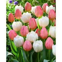 Bulbes de tulipes - lot de 2 varietes - Mount Tacoma et Salmon Impression - 50 pcs