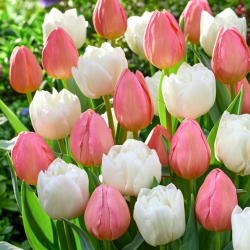Bulbes de tulipes - lot de 2 varietes - Mount Tacoma et Salmon Impression - 50 pcs