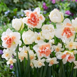 Tavaszi felvonulás' - 45 nárcisz és tulipánhagyma - 3 érdekes fajta összetétele