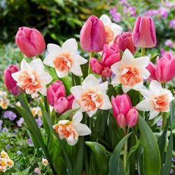 Валентина - 45 луковиц тюльпанов и нарциссов - бело-розовая композиция. - 