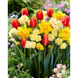 Juego de tulipanes y narcisos - Verandi, Alegría y Dick Wilden - 45 piezas