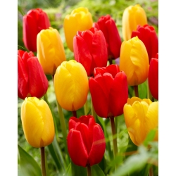 Bulbos de tulipa - conjunto de 2 variedades - seleção vermelha e amarela - 50 unidades