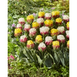 Happy Spring - 10 tulip bulbs - a composition of two varieties