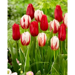 Bulbos de tulipán - juego de 2 variedades - Carnaval de Rio e Ile de France - 50 piezas