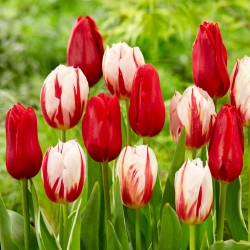 Bulbes de tulipes - lot de 2 varietes - Carnaval de Rio et Ile de France - 50 pcs