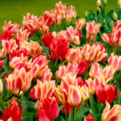 Birth of Venus" - 50 tulipanløker - sammensetning av 2 varianter