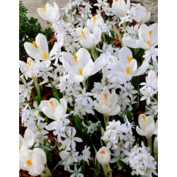 "Lady-of-the-Lake" - 100 crocus and Siberian squill  bulbs - composition of 2 intriguing varieties