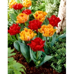 Bulbes de tulipes - lot de 2 varietes - Miranda et Orange Princess - 50 pcs