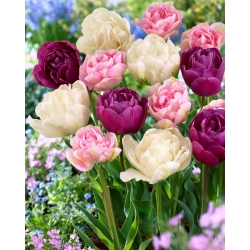 Bulbos de tulipa - conjunto de 3 variedades - Angelique, Mount Tacoma e Negrita Double - 45 unidades