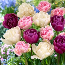Bulbes de tulipes - lot de 3 varietes - Angelique, Mount Tacoma et Negrita Double - 45 pcs