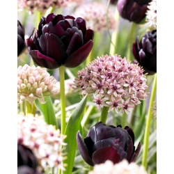 Súprava tulipán a okrasná cibuľa - Silver Spring and Black Hero - 30 ks