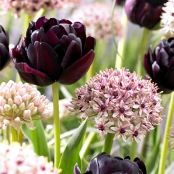 Súprava tulipán a okrasná cibuľa - Silver Spring and Black Hero - 30 ks