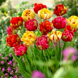 Cibule tulipánov - sada 3 odrôd - Renown Unique, Golden Nizza a Miranda - 45 ks