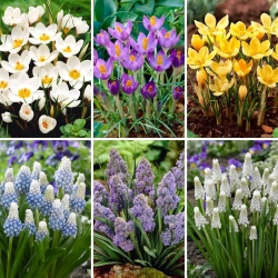Medium set - 60 grape hyacinth and crocus bulbs - a selection of 6 most intriguing varieties