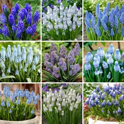 Large set - 90 grape hyacinth bulbs - a selection of 9 most intriguing varieties