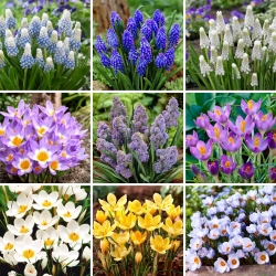 Large set - 90 grape hyacinth and crocus bulbs - a selection of 9 most intriguing varieties