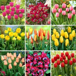 Conjunto grande - 45 bulbos de tulipa - uma seleção das 9 variedades mais intrigantes