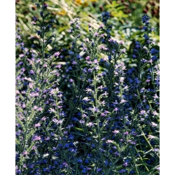 Viper's bugloss - melliferös växt - 100 gram; blågräs - 