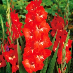 Gladiolus Traderhorn - pachet mare! - 50 buc - 