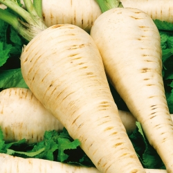 White Semi-long parsnip - 100 grams