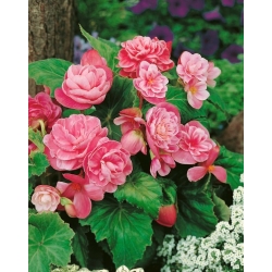Camellia begonia - pink-and-white- large package! - 20 pcs